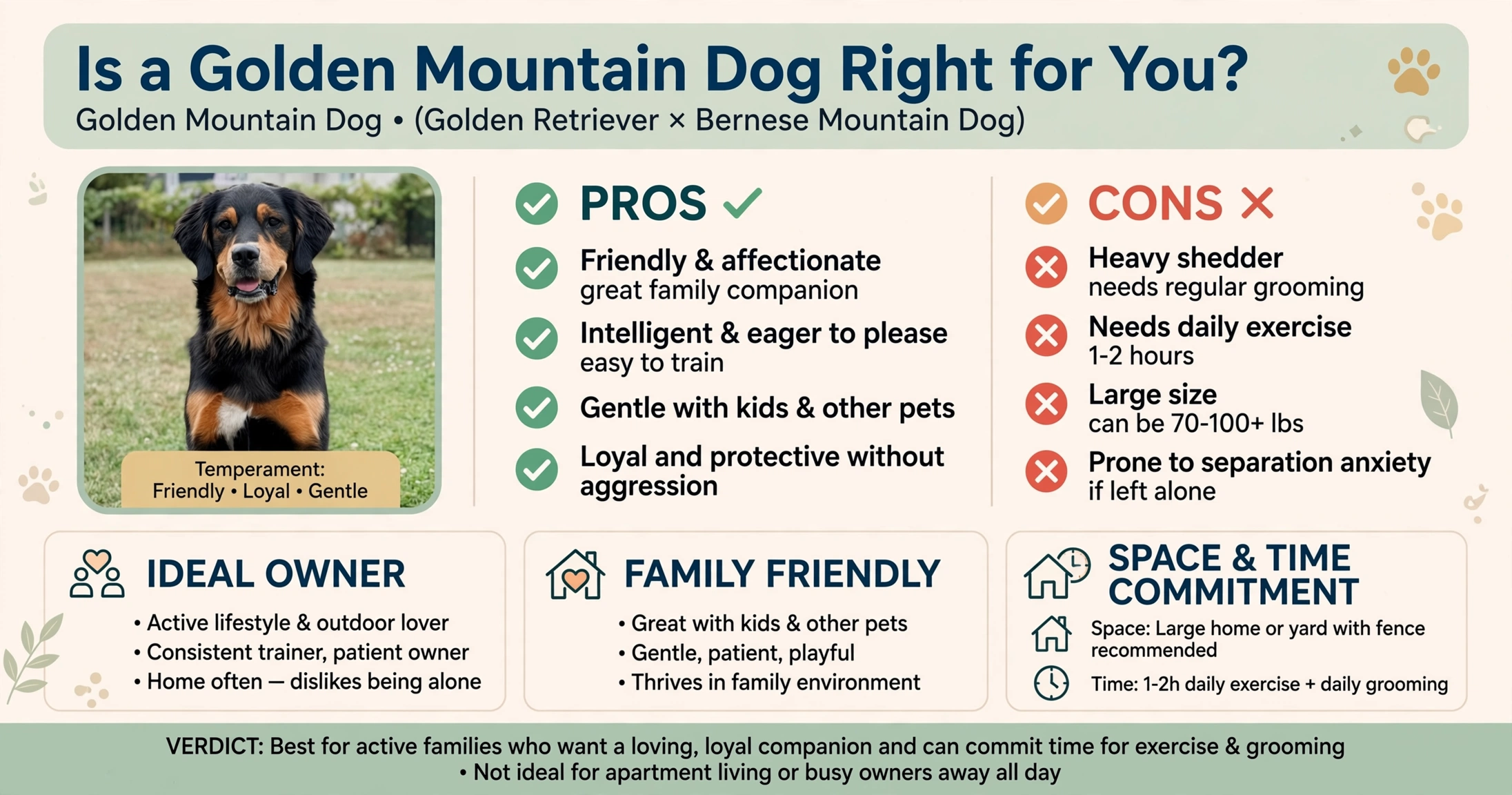 Is a Golden Mountain Dog Right for You