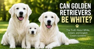Can Golden Retrievers Be White