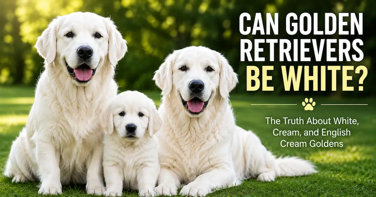 Can Golden Retrievers Be White