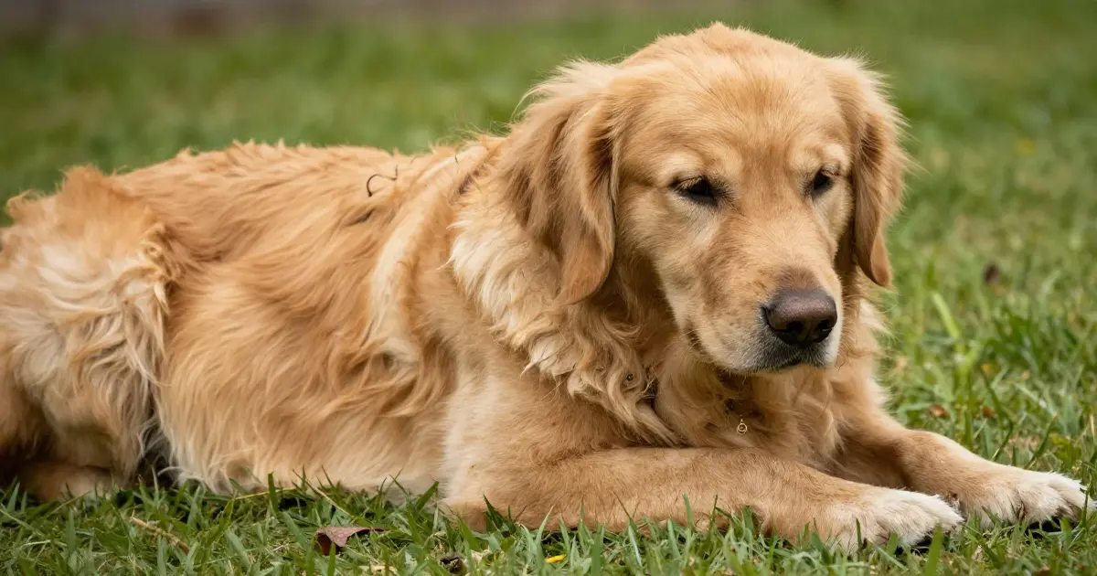 do Golden Retrievers Shed