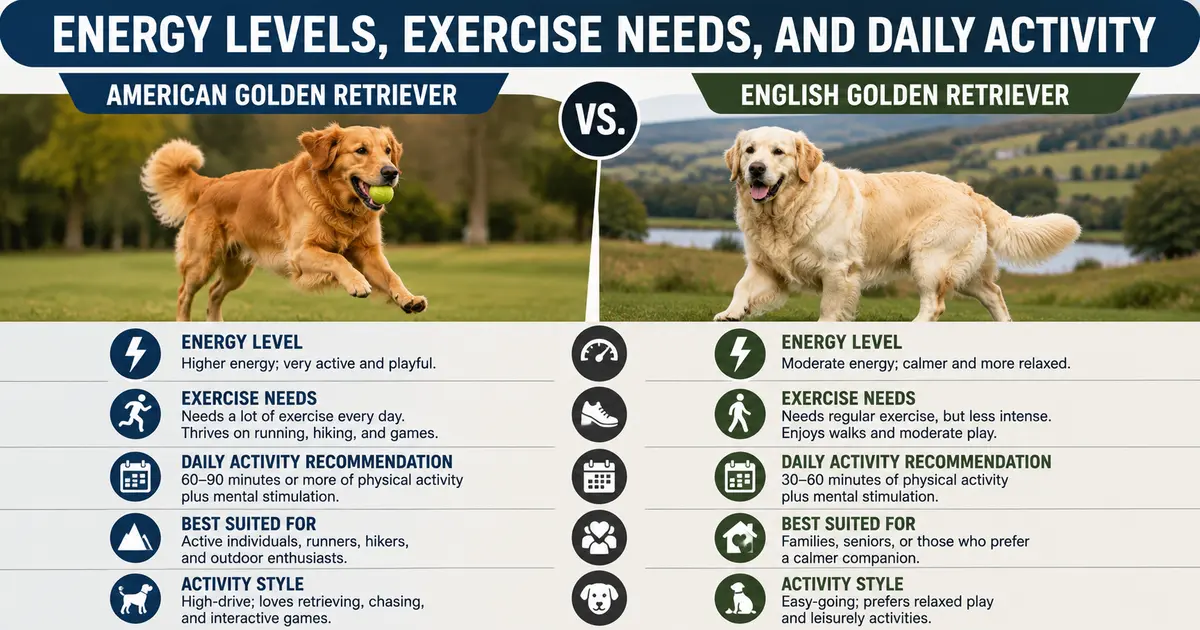 Energy Levels, Exercise Needs, and Daily Activity goldens