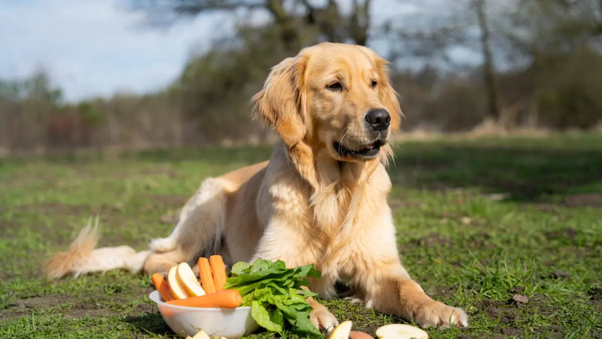 Fruits Golden Retrievers Can Eat Safely