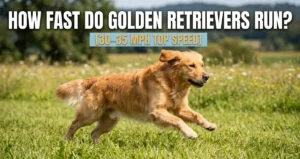How Fast Do Golden Retrievers Run