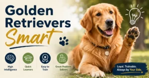 Smart Golden Retriever