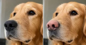 Golden Retriever's Nose Turning Pink