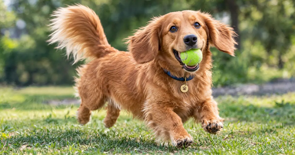 Golden Doxie Retriever Fetching a Tennis Ball