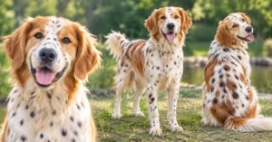 Dalmatian and Golden Retriever Mix